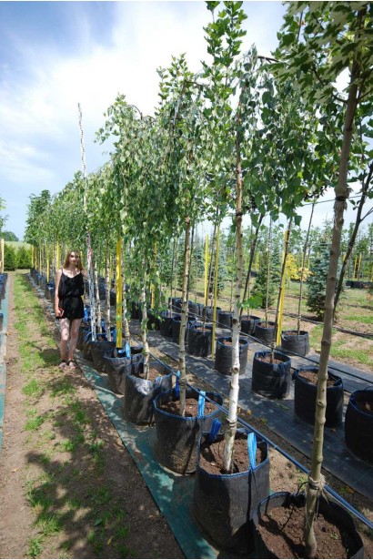 Береза бородавчата Юнгі - конт/вис.230-240см/Ø70-90см/ШТАМБ 200-220см/обхват 8-10см